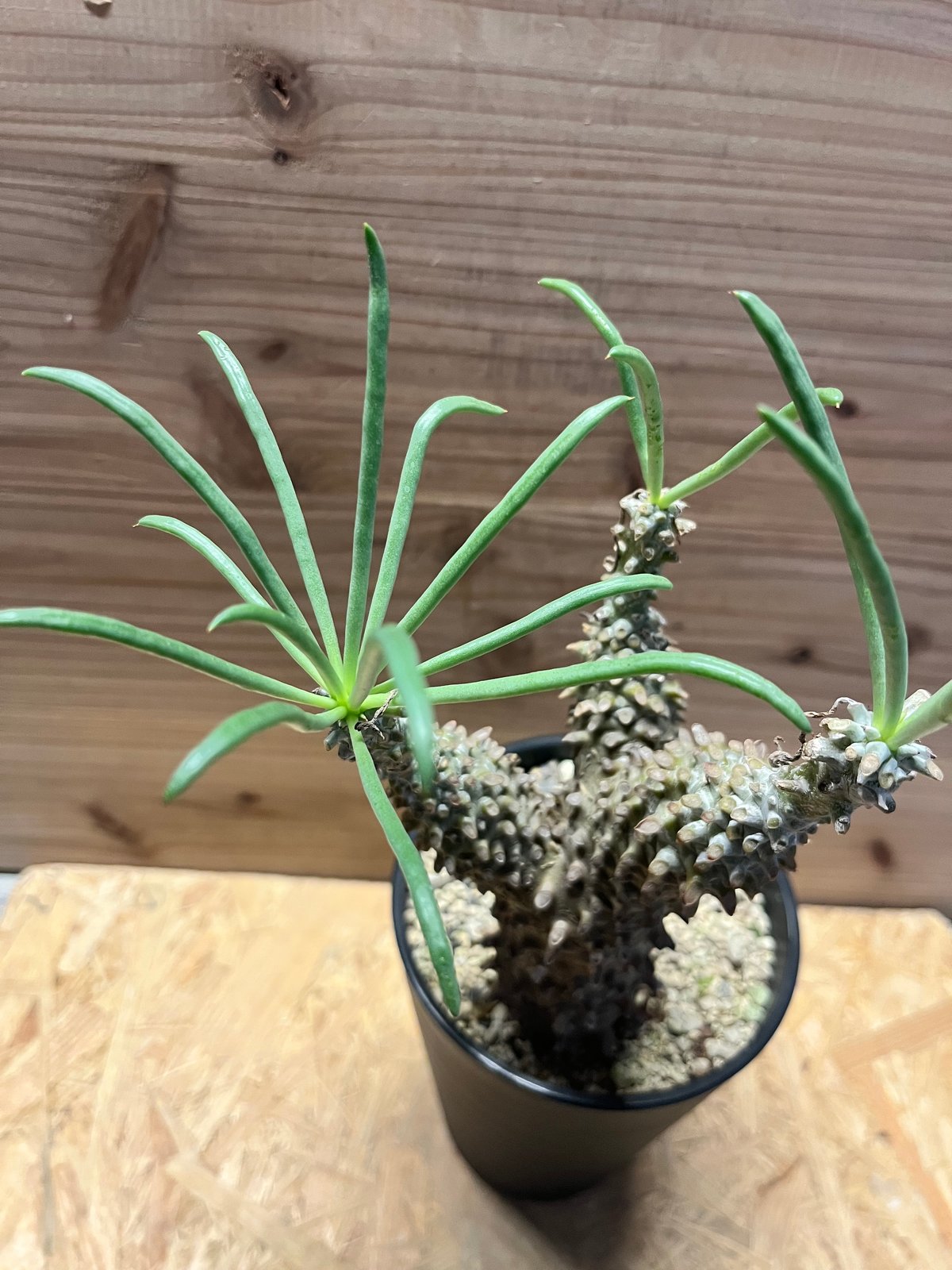 (鉢ごと)チレコドン　ワリチー チレコドン ワリチー | GREEN LUCK