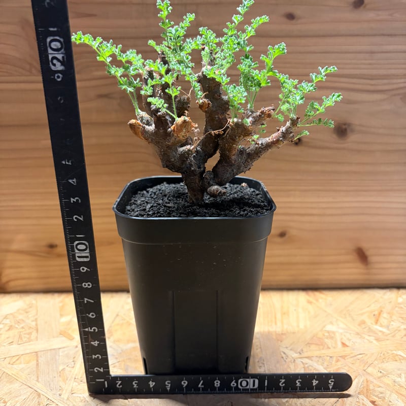 ペラルゴニウム アルテルナンス | GREEN LUCK