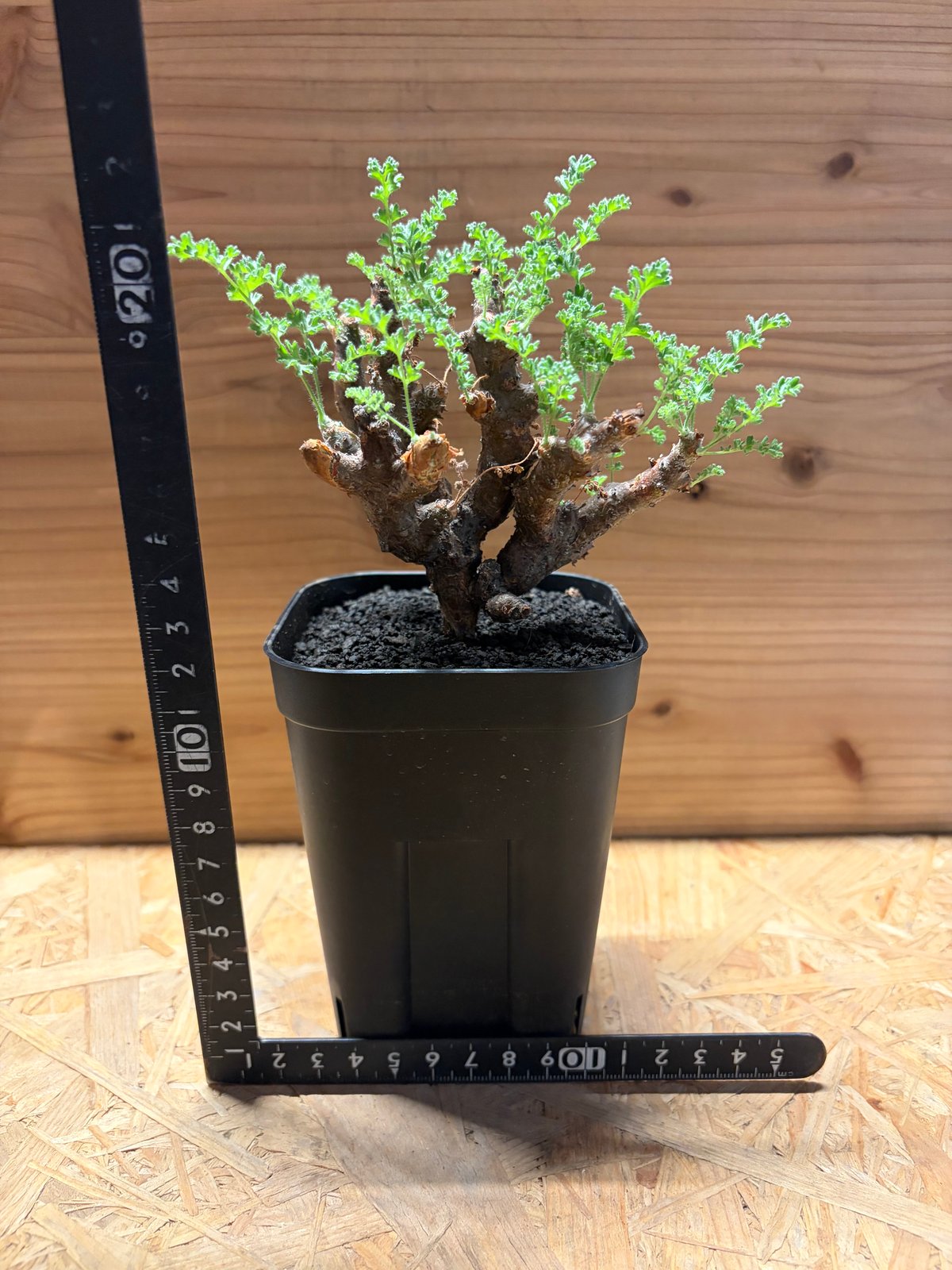 ペラルゴニウム アルテルナンス | GREEN LUCK