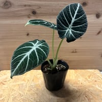 アンスリウム ポーティラエ NSE | GREEN LUCK