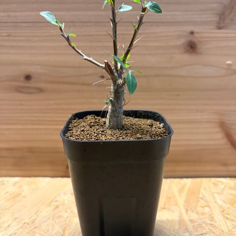 フォークイエリアファシクラータ | STORES