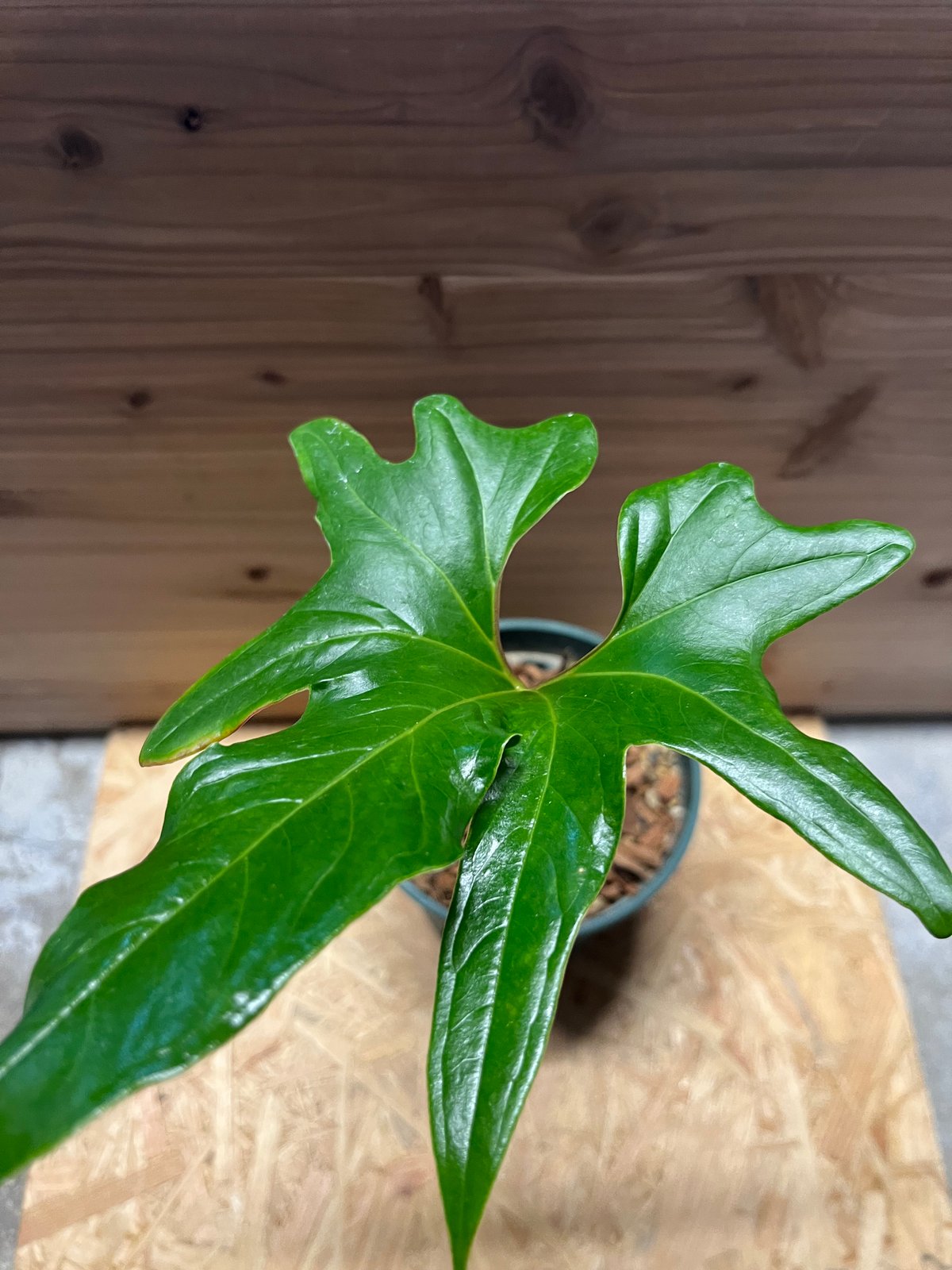 アンスリウム　ペダツム　 号　251017 アンスリウム ペダツム 号 251017 アンスリウム ペダツム | GREEN LUCK