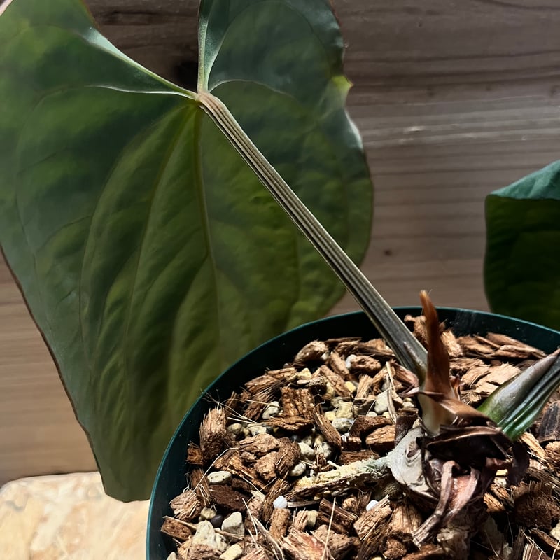 Anthurium dressleri アンスリウムドレスレリ アンスリウム ドレスレリ イースタンフォーム | GREEN LUCK