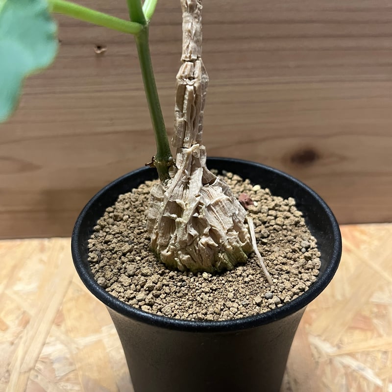 マテレア シクロフィラ | GREEN LUCK