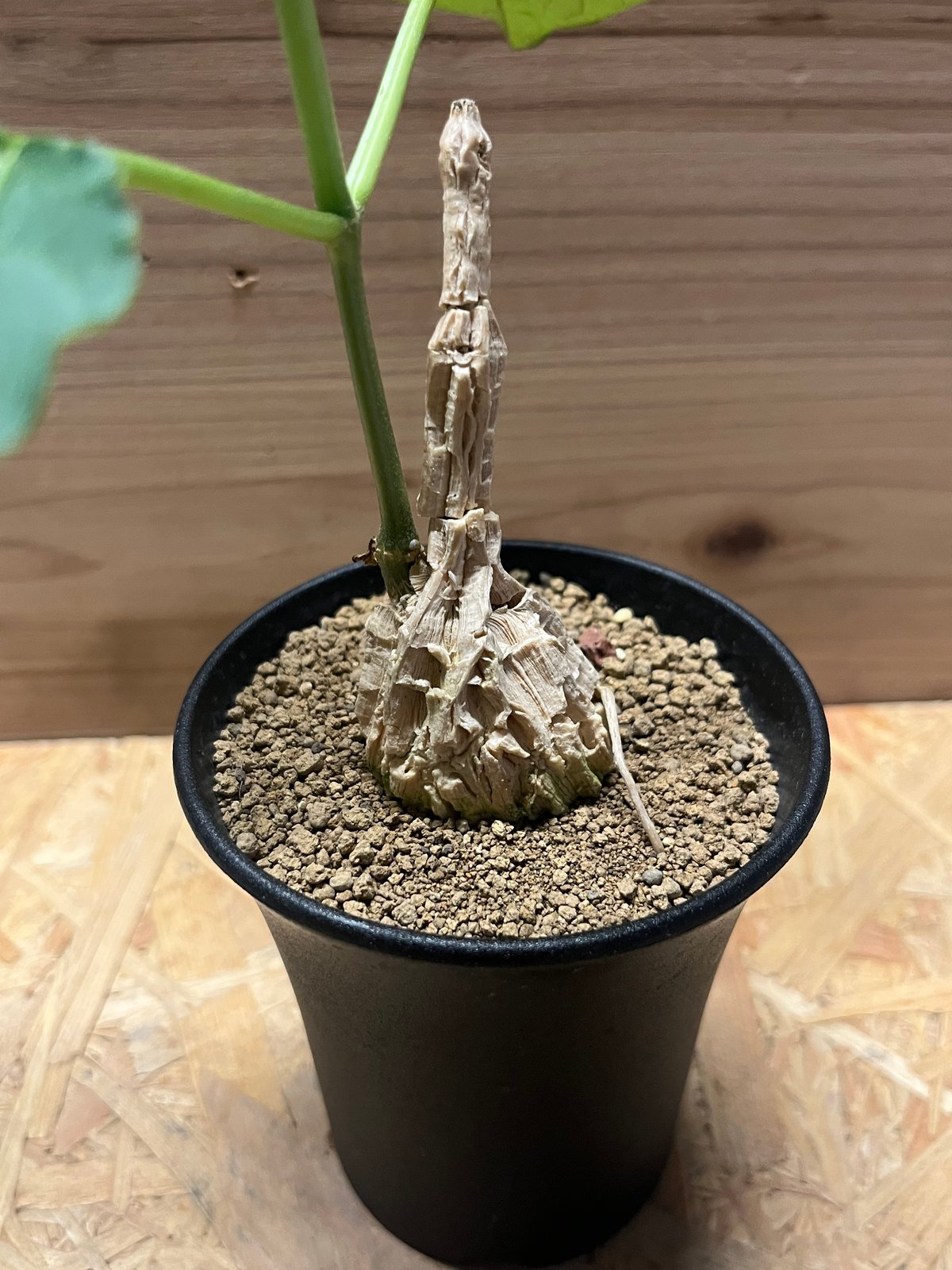 マテレア シクロフィラ | GREEN LUCK