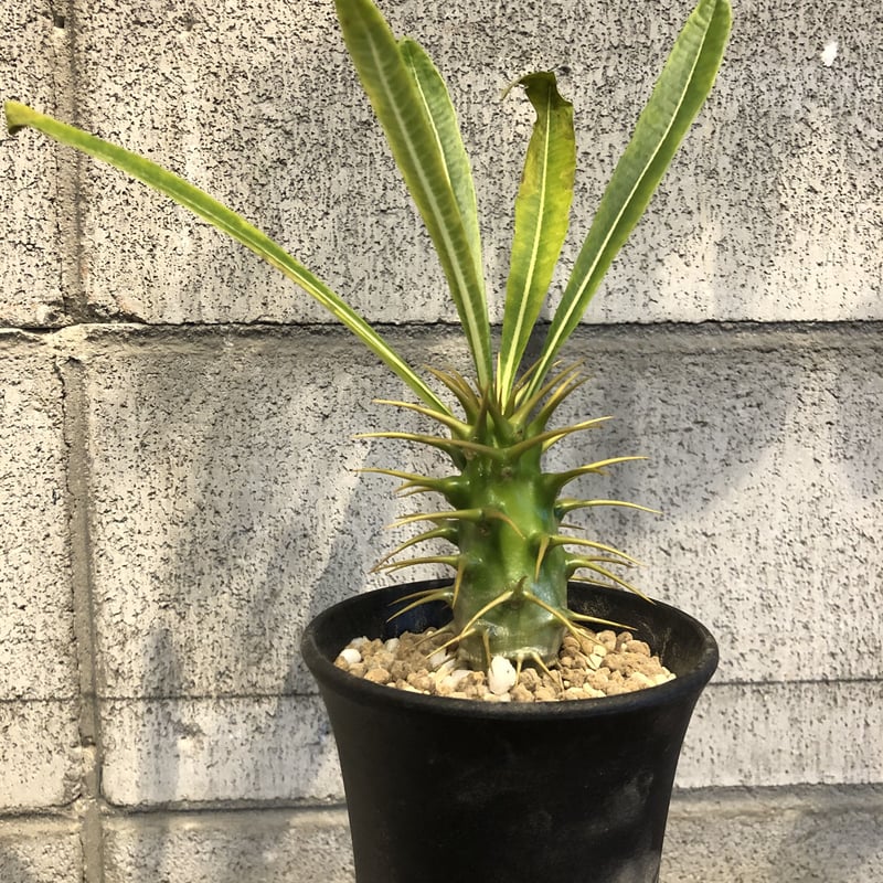 パキポディウム アンボンゲンセ実生 | GREEN LUCK