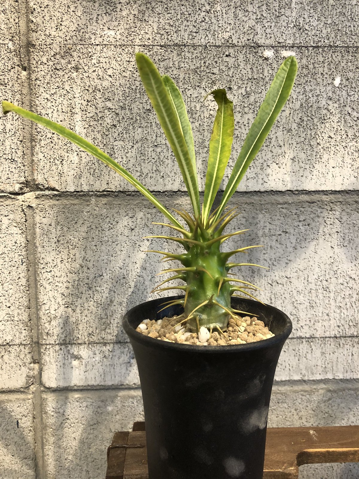 パキポディウム アンボンゲンセ 実生 新しく入手した実生のアンボンゲンセ ②🪴 何年も先だけど花