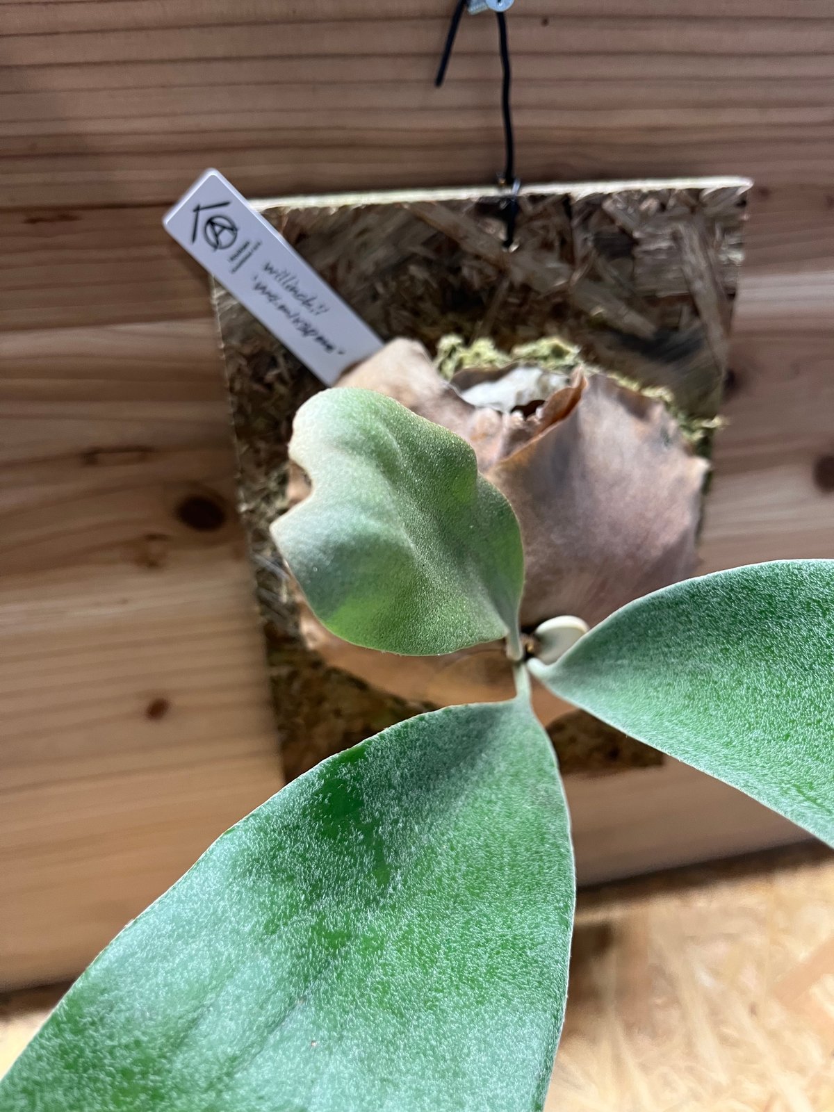 ビカクシダ P.Wild Cat pup①他2点 P.Willinckii Wild Cat 【artPLANTs】ビカクシダ/Platycerium