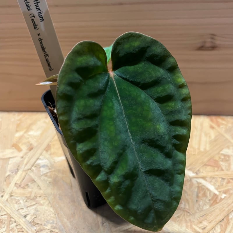 アンスリウム アントラキー×ドレスレリ | GREEN LUCK