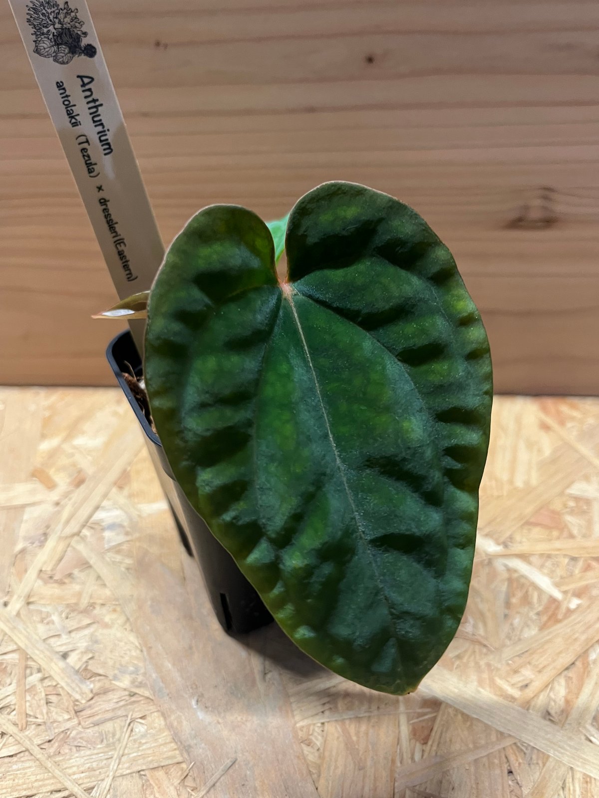 アンスリウム アントラキー×ドレスレリ | GREEN LUCK