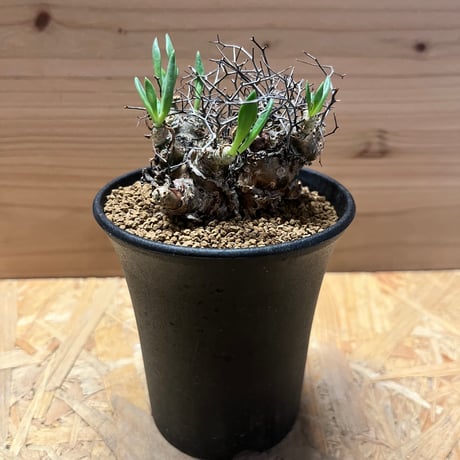 チレコドンレティキュラーツス | STORES