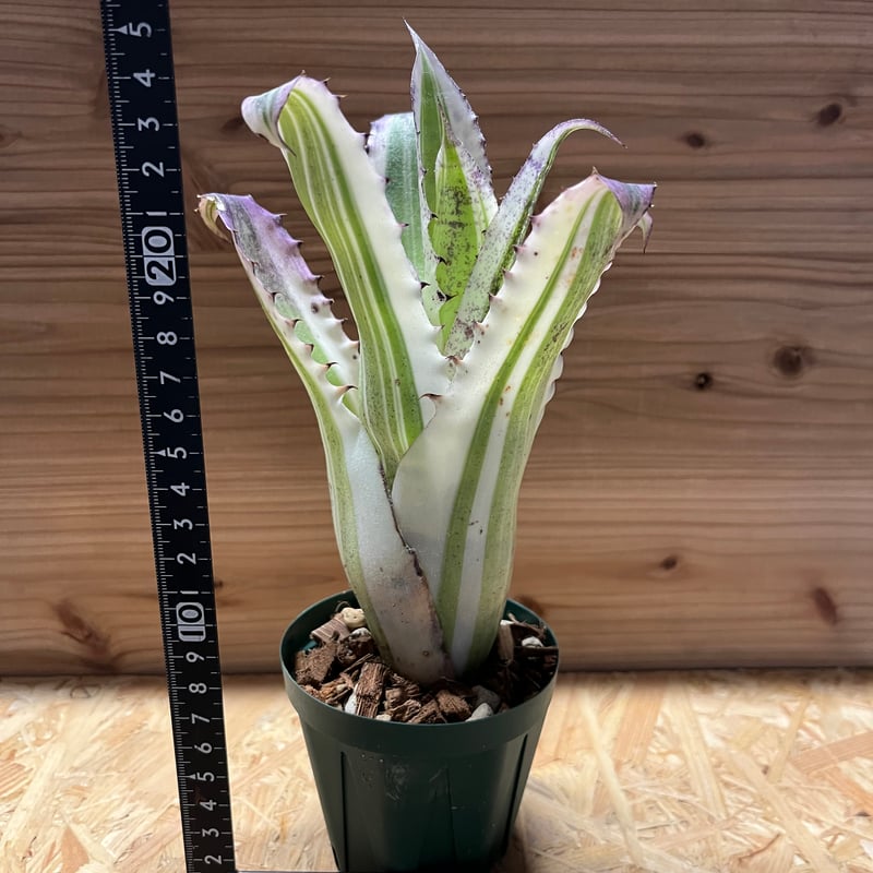 ホヘンベルギア カーラ | GREEN LUCK