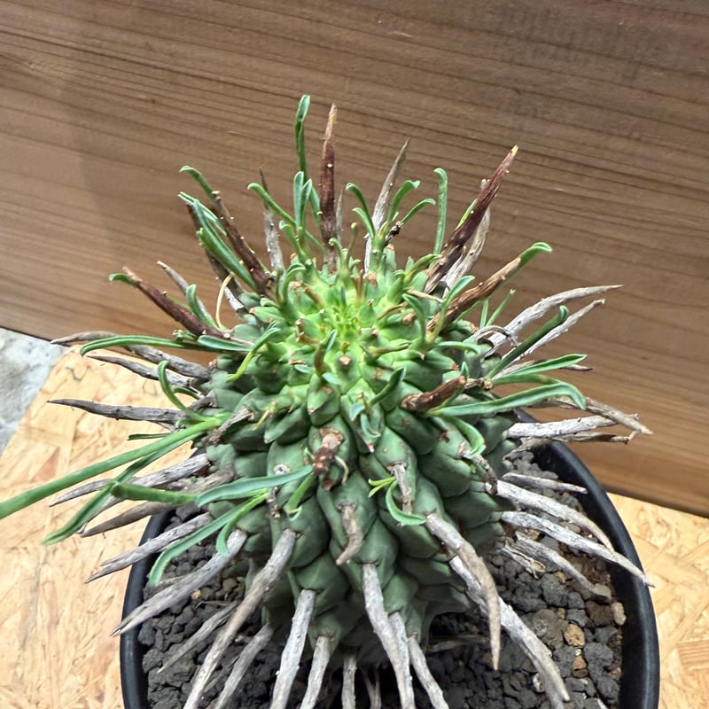 ユーフォルビア スコエンランディ 闘牛角 | GREEN LUCK