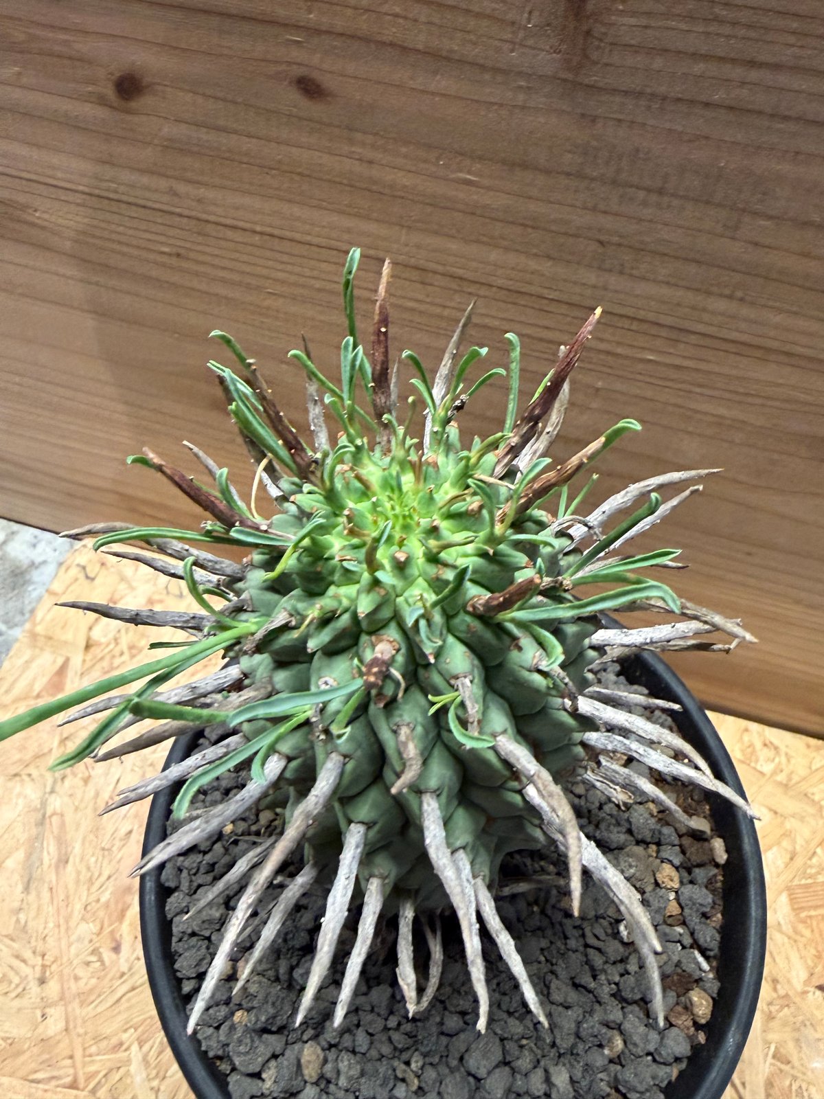 ユーフォルビア スコエンランディ 闘牛角 | GREEN LUCK