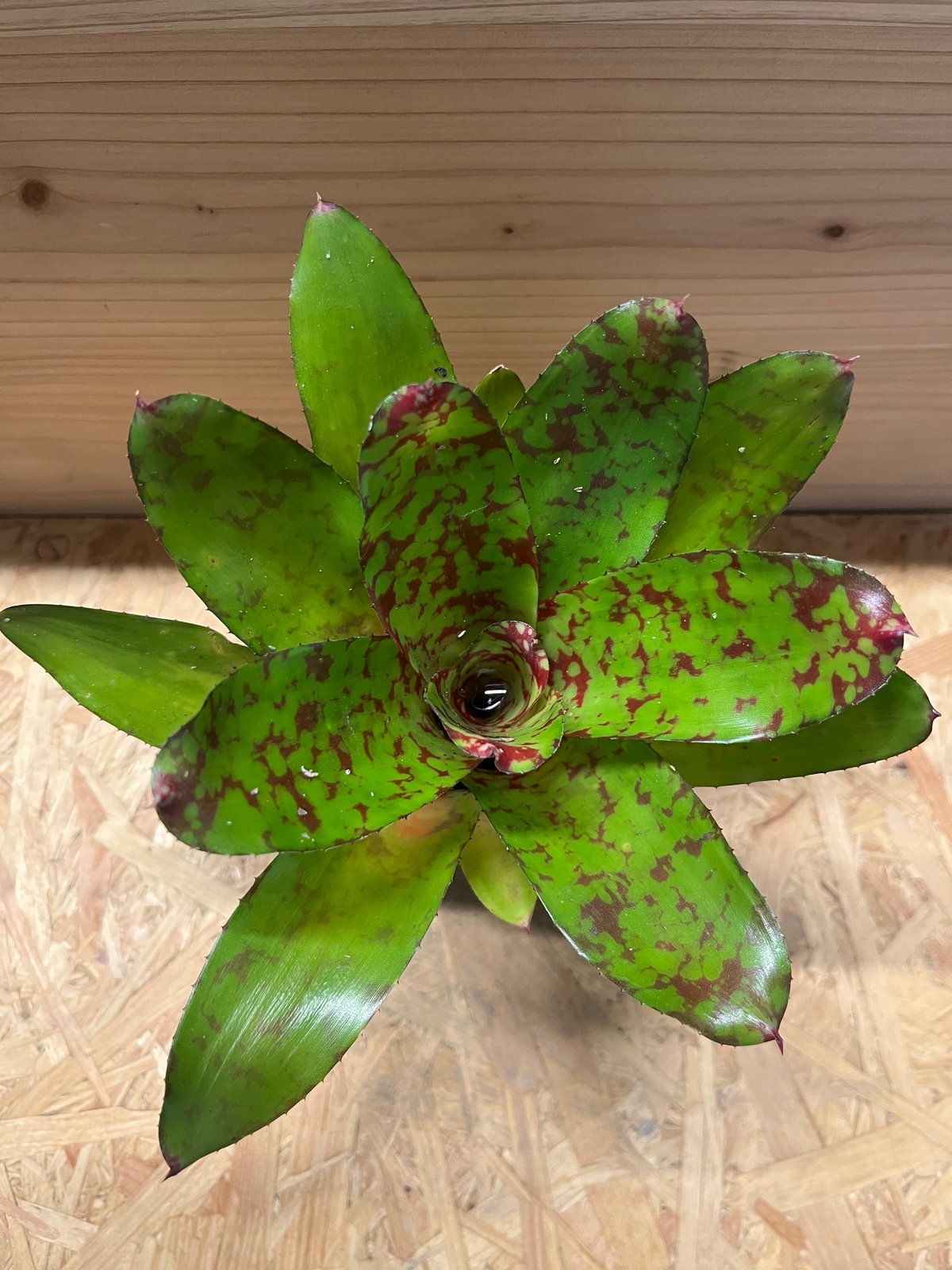 ネオレゲリア ウィーニーザプー リサ、タグ付き