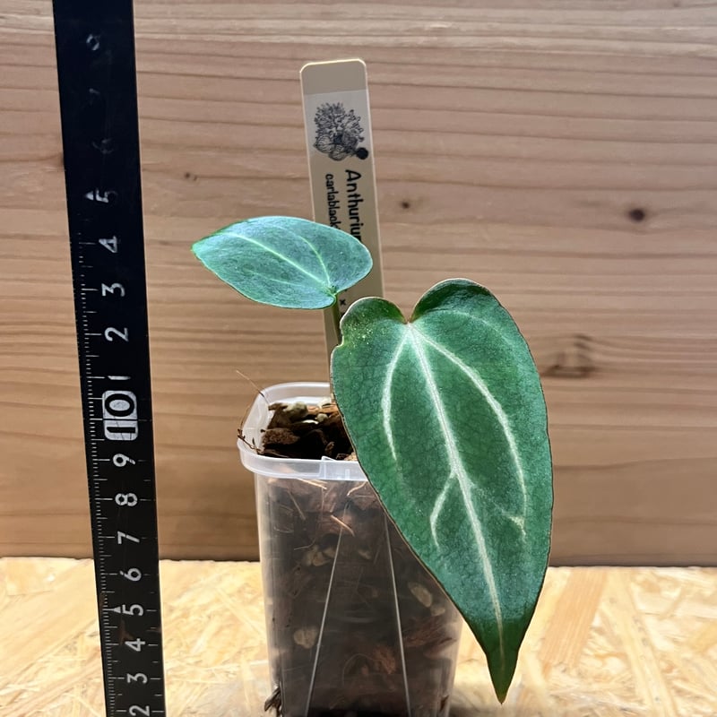 アンスリウム カーラブラッキー ナロー | GREEN LUCK