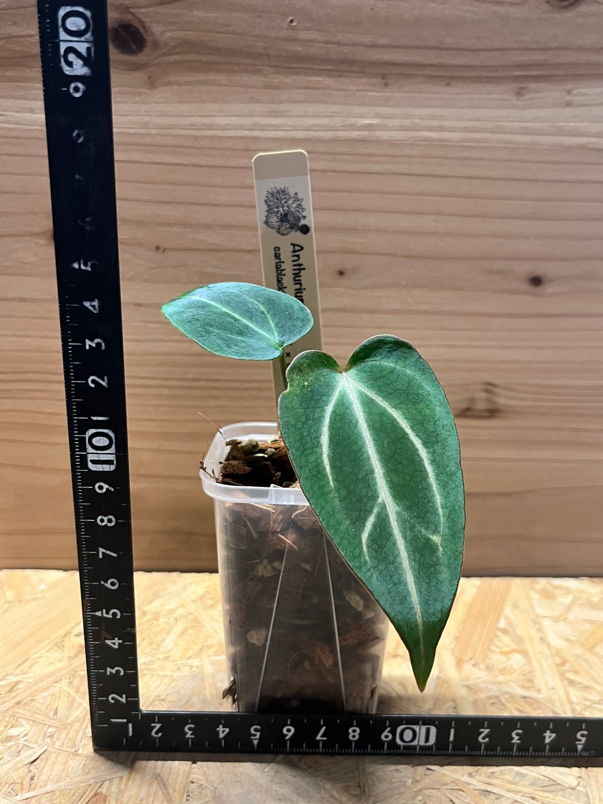 アンスリウム カーラブラッキー ナロー | GREEN LUCK