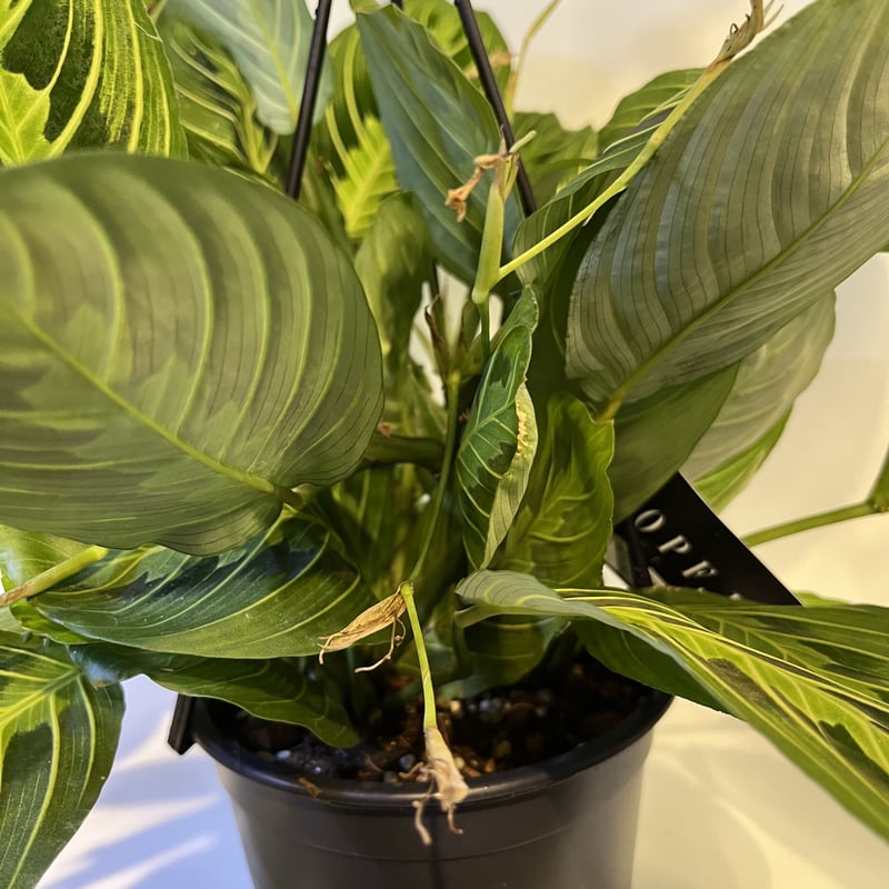 マランタ レウコネウラ レモンライム 5号吊り鉢 | GREEN LUCK