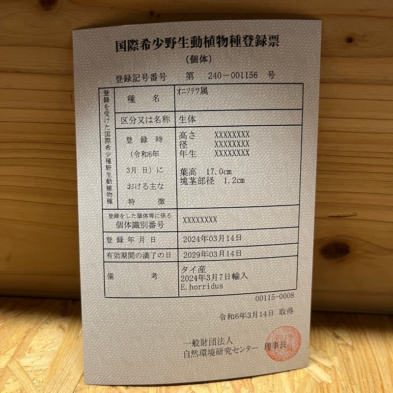 エンセファラルトス ホリダス | GREEN LUCK