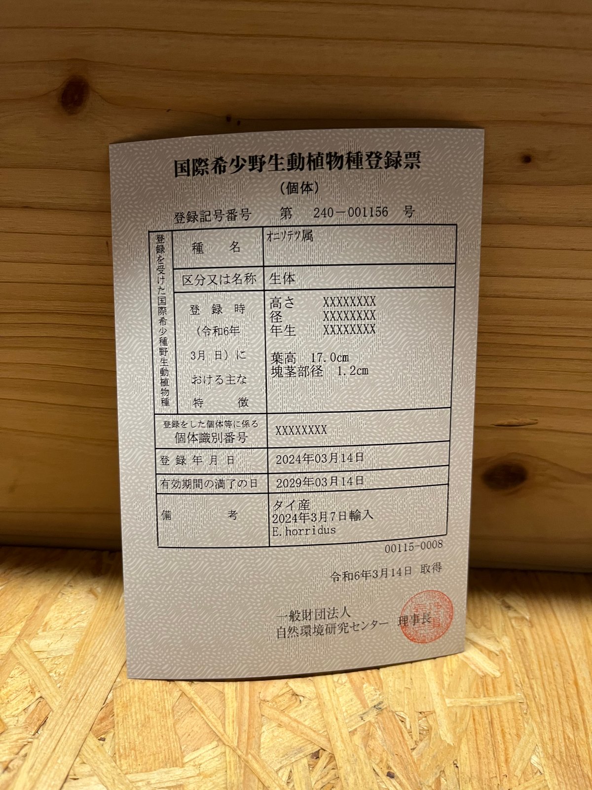 エンセファラルトス ホリダス 葉性良個体 国内長期管理 登録票付 エンセファラルトス ホリダス 葉性良個体 国内長期管理 登録票付