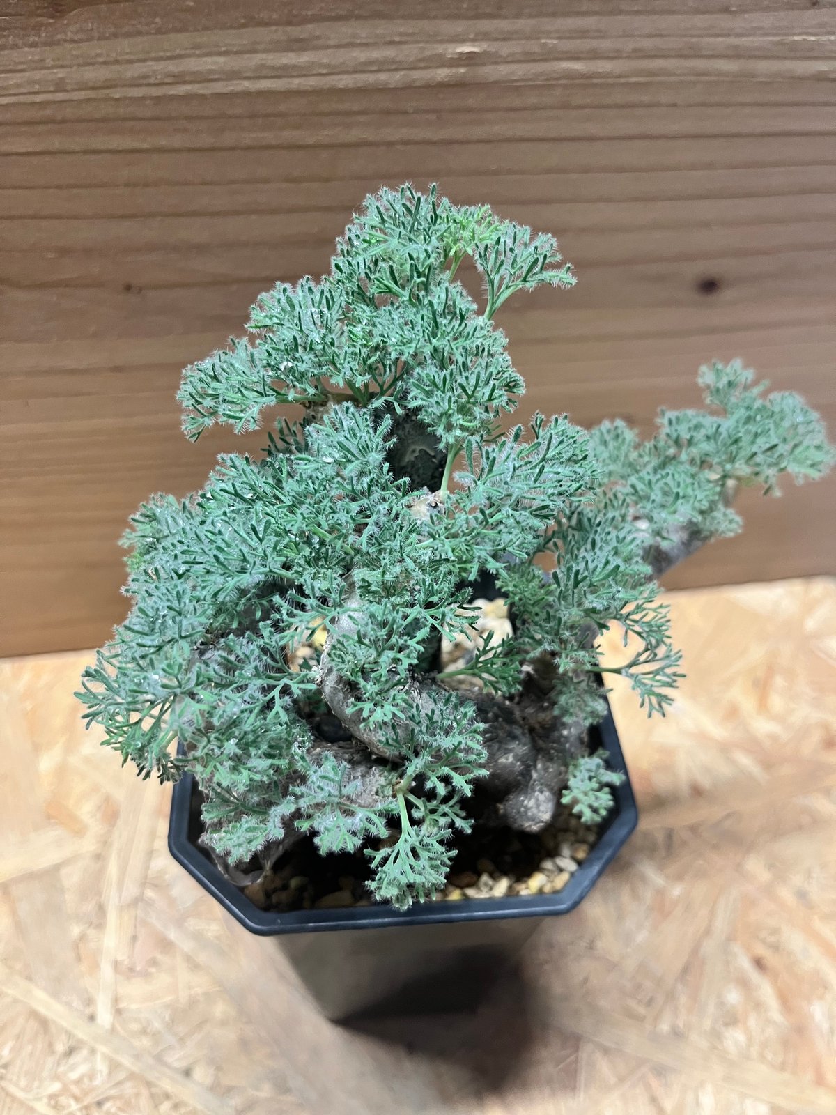 モンソニア ムルチフィダ （サルコカウロン） | GREEN LUCK