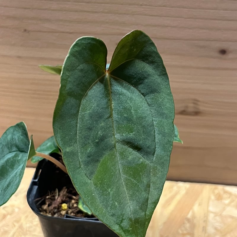 アンスリウム　パピリラミナム アンスリウム パピリラミナム | GREEN LUCK
