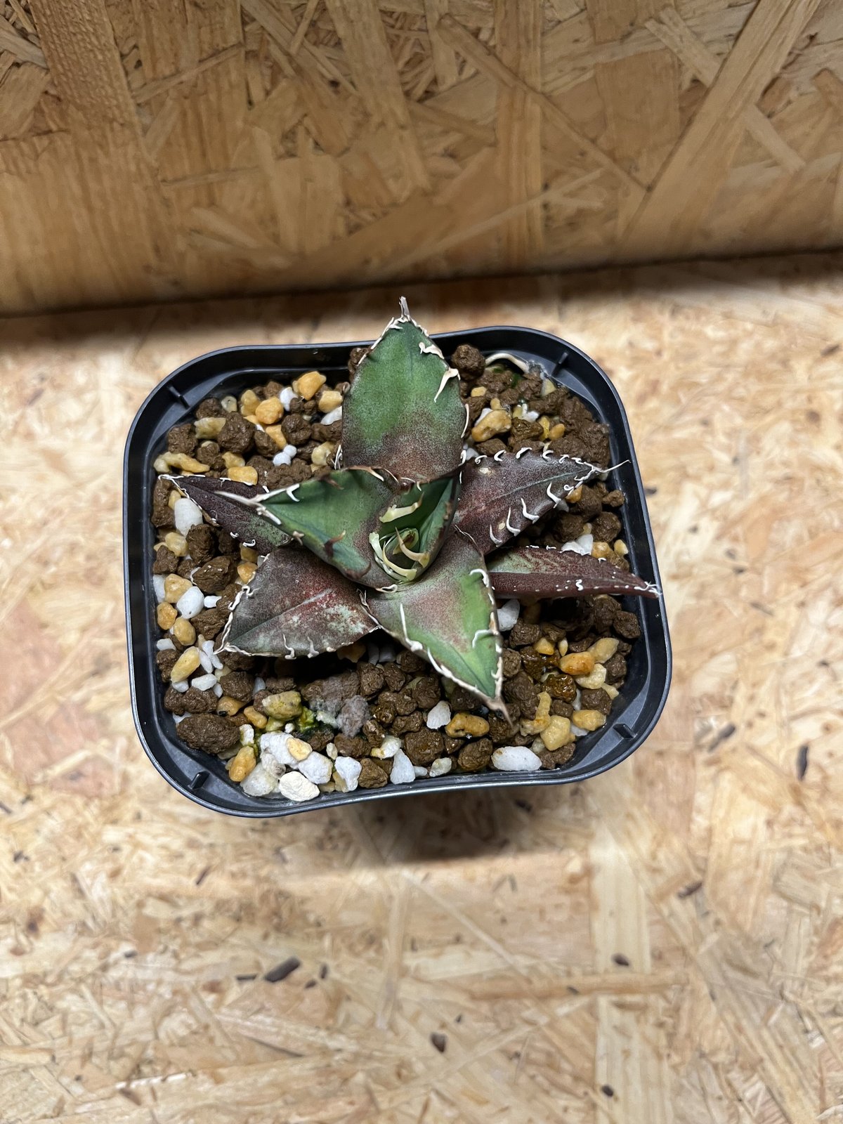 美株❗️チタノタ　シーザー　タグ付き❗️【 】 チタノタ シーザー 美株 タグ付き 【10】 - メルカリ