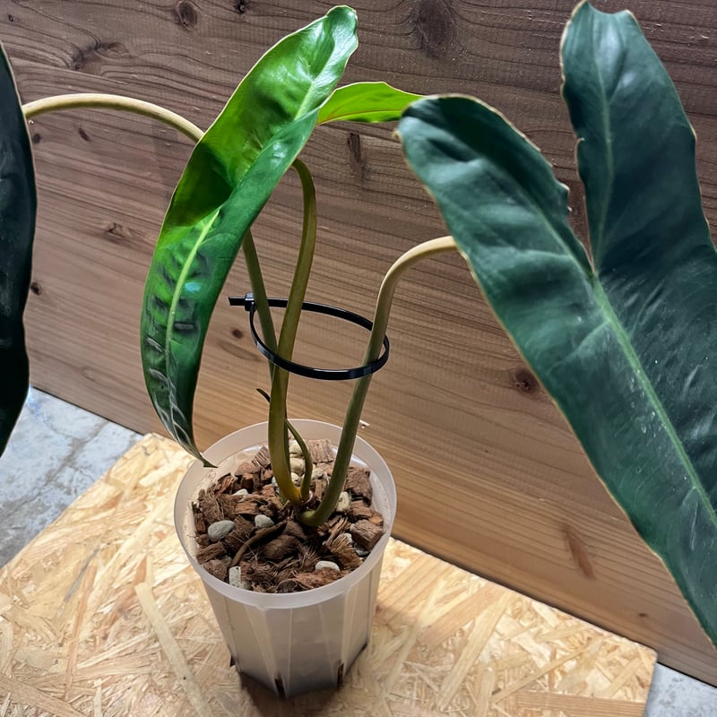 フィロデンドロン ビレッティア | GREEN LUCK