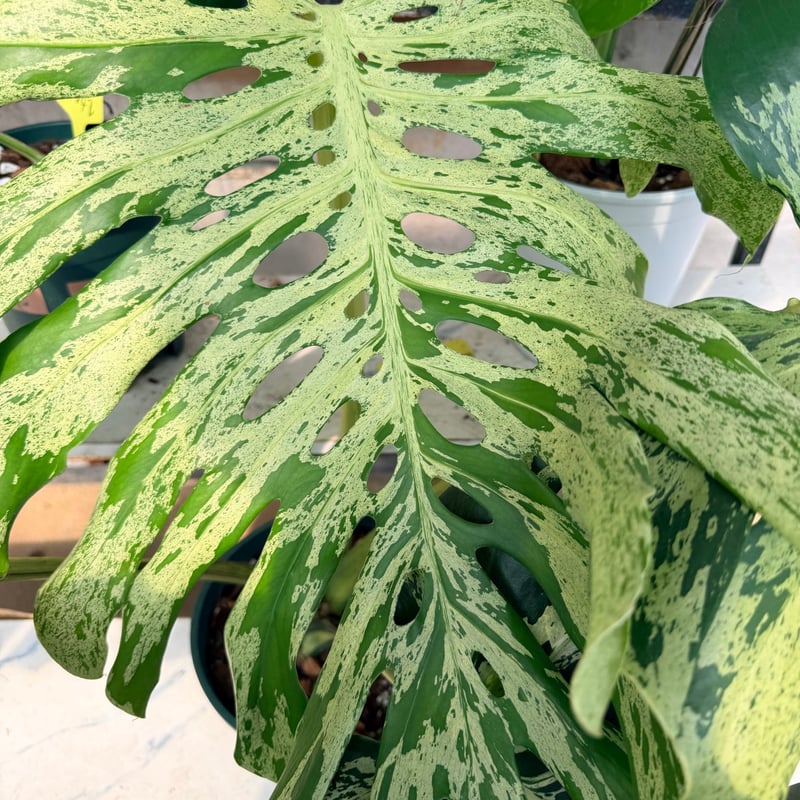 モンステラ デリシオーサ 'バルバソー' | GREEN LUCK