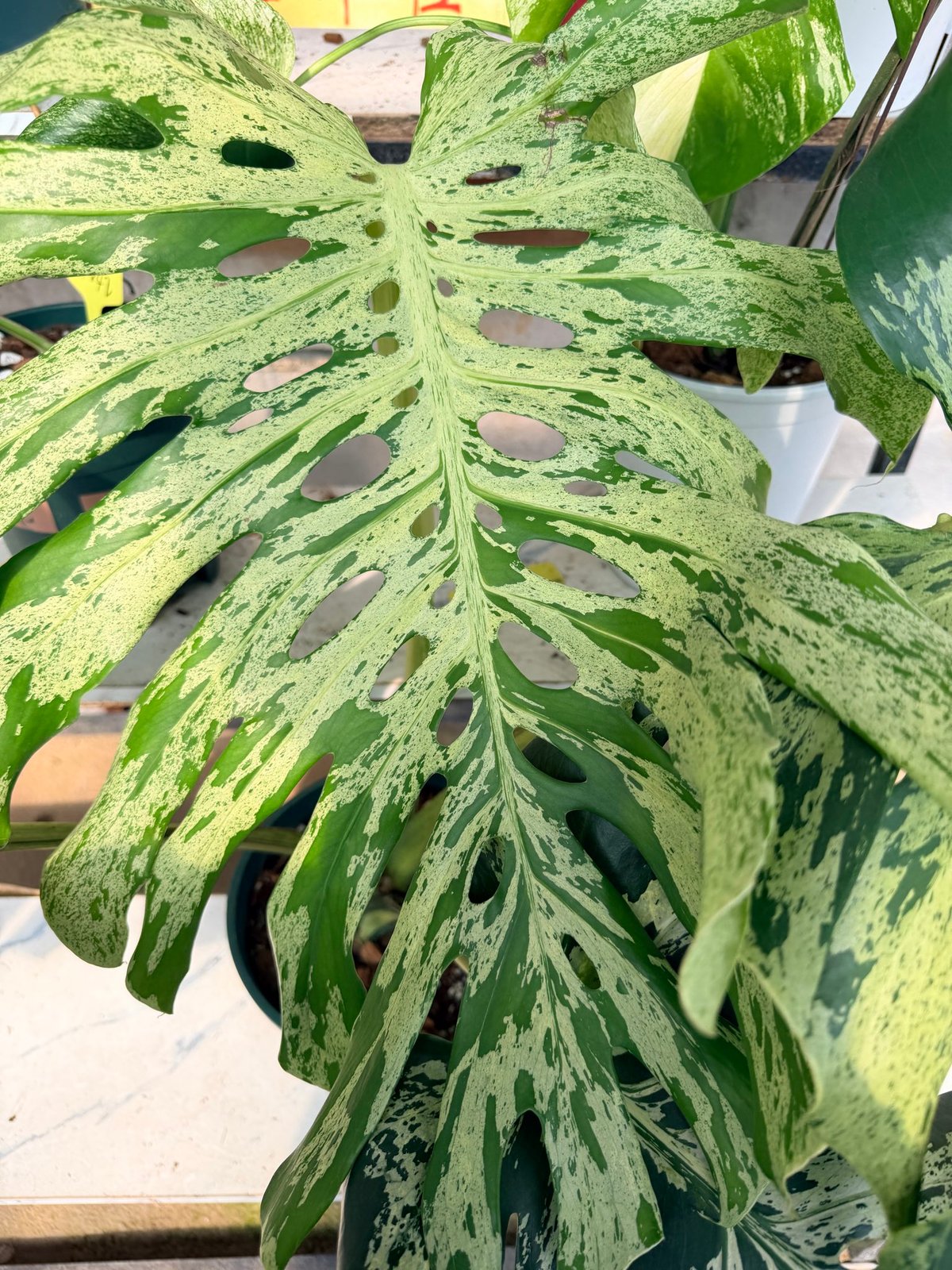 モンステラ デリシオーサ 'バルバソー' | GREEN LUCK