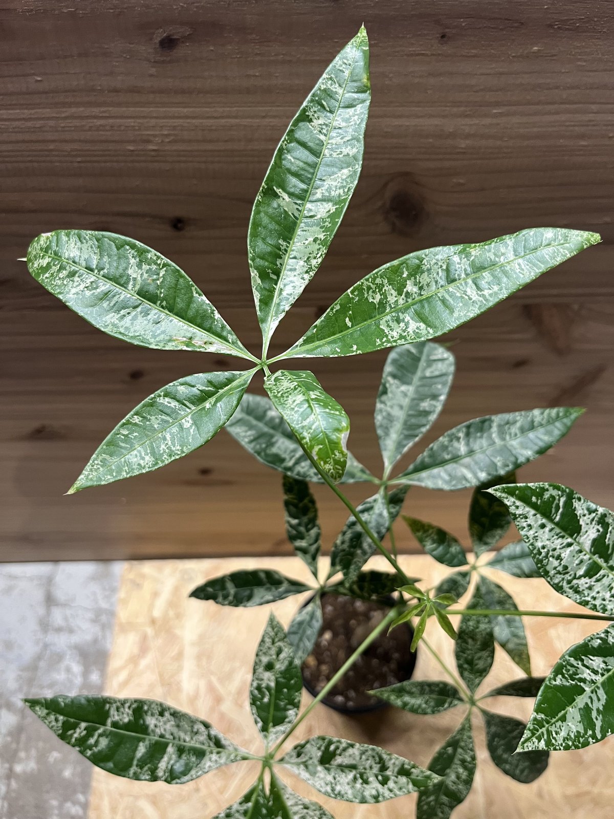 パキラ ミルキーウェイ 実生 | GREEN LUCK