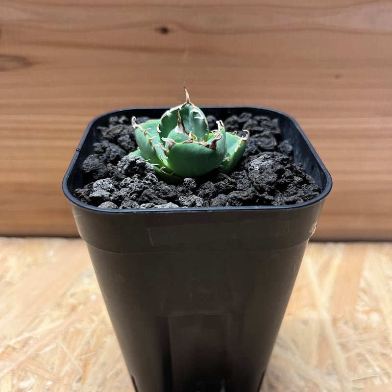 アガベ チタノタ　アングリーハート　セラアート3寸ロング アガベ チタノタ アングリーハート セラアート3寸ロング アガベ