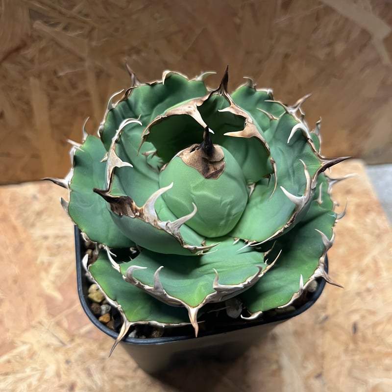 アガベ チタノタ angry heart アングリーハート 極上株 コレクション