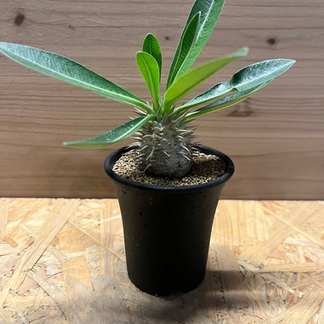 まるさん専用恵比寿大黒 扁平型 デンシカウレ 輸入株 恵比寿大黒 | STORES