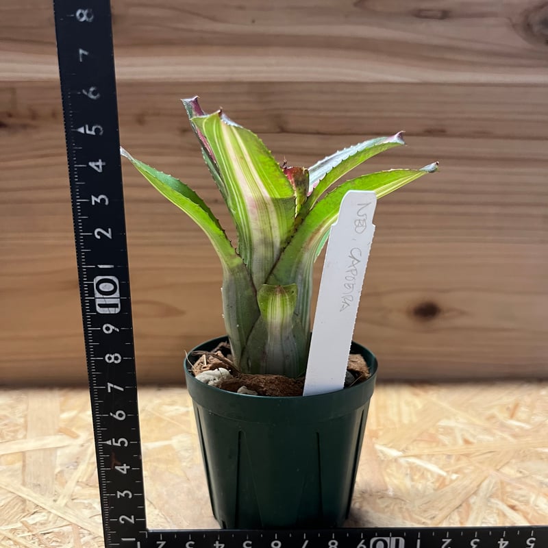 ネオレゲリア　バイーアナ　会長株 ネオレゲリア バイーアナ 会長株