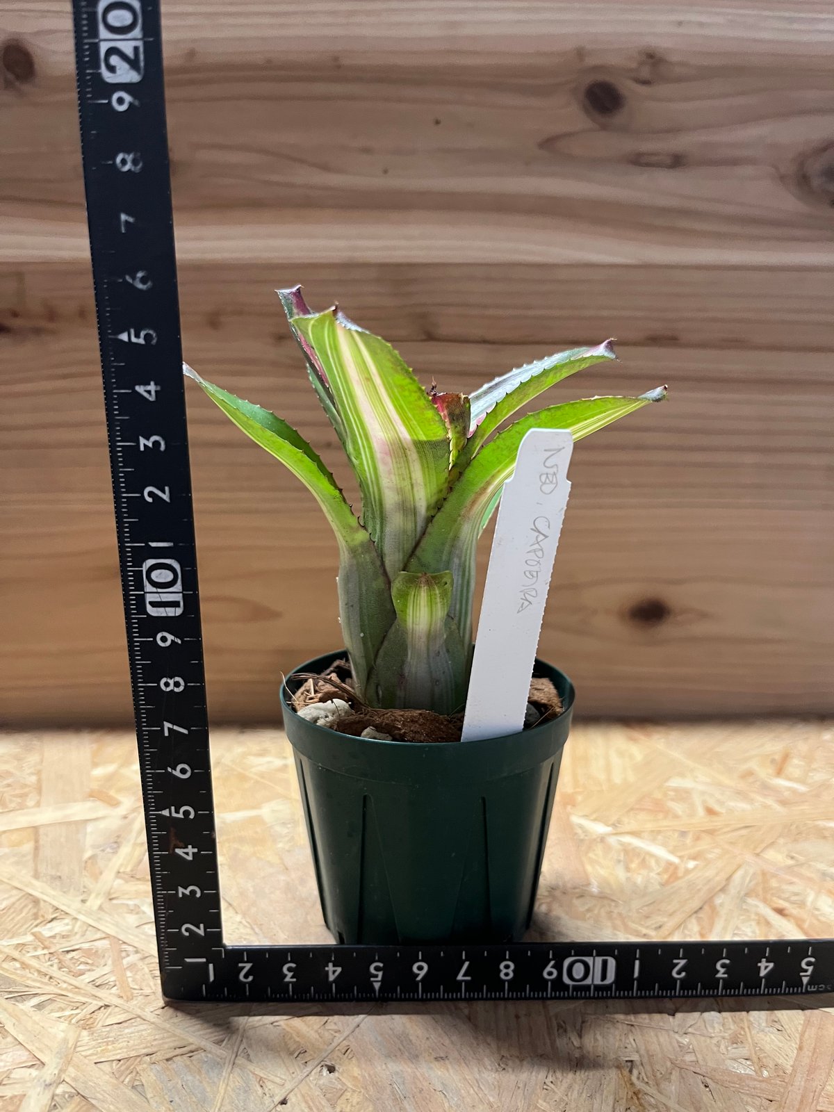 ネオレゲリア カポエイラ | GREEN LUCK