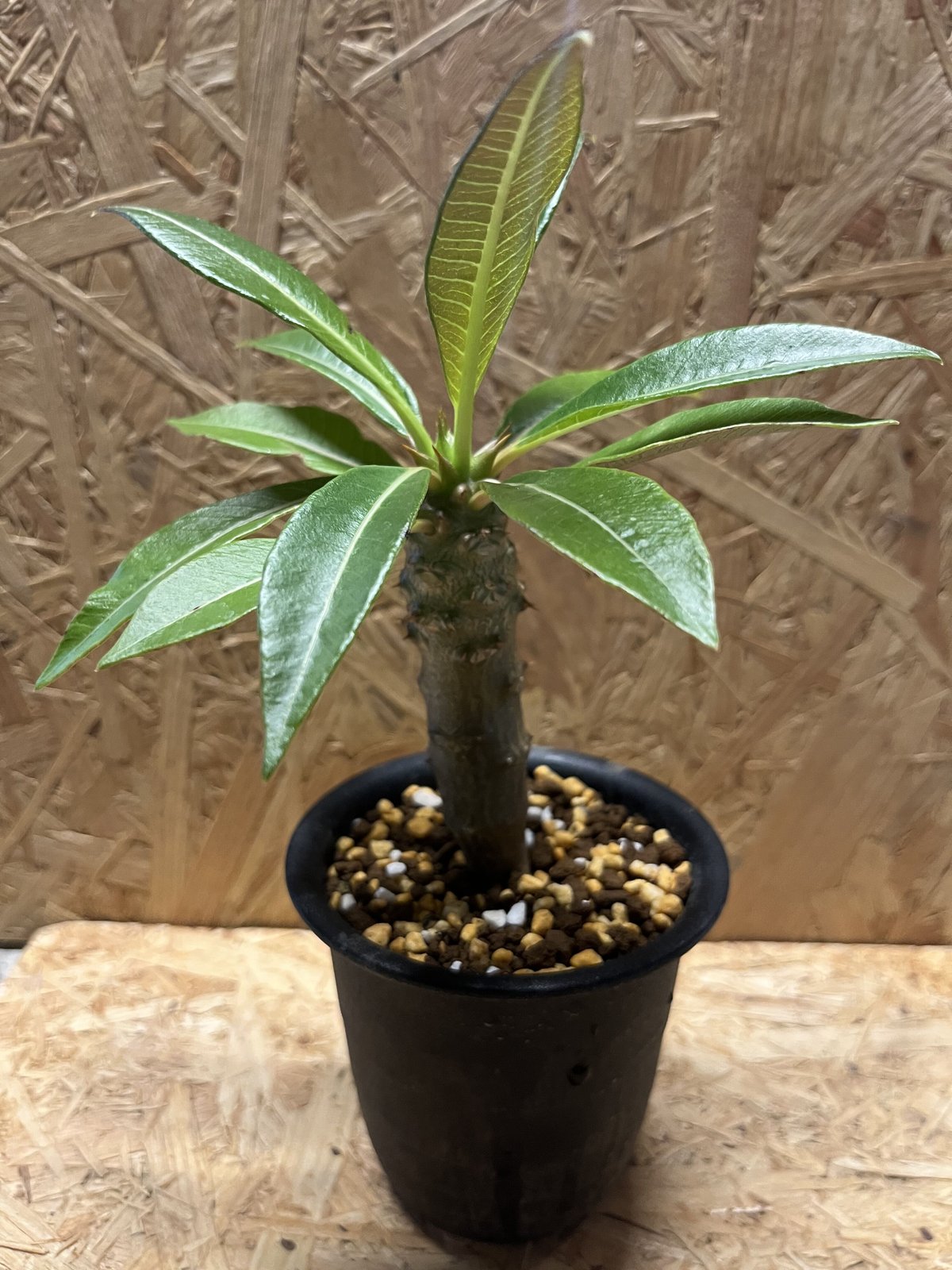 パキポディウム・ウィンゾリー、ウィンゾリーxバロニーhb セット⑦ Pachypodiumhybrid #Pachypodium#hybrid #baronii#windsorii
