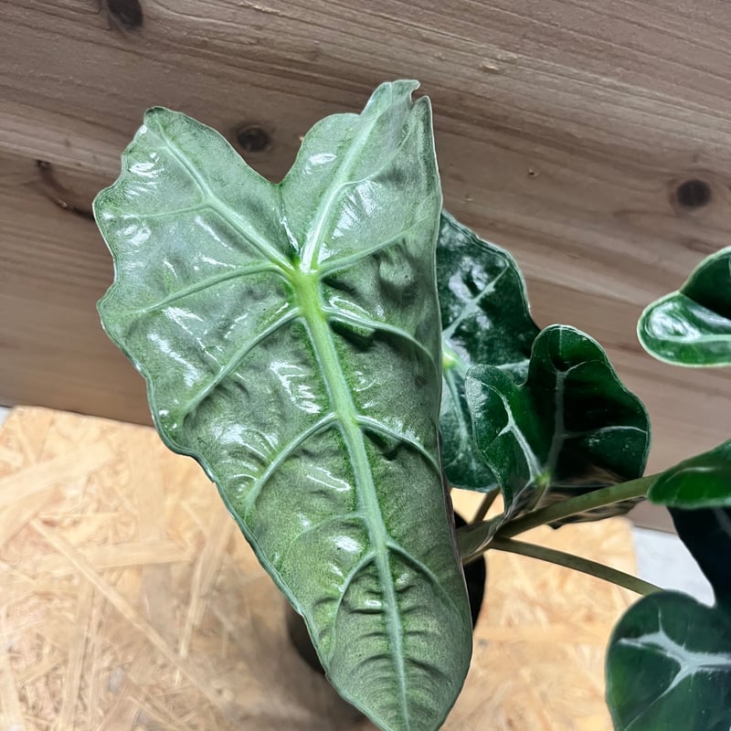 アロカシア アマゾニカ ポリー ピンクバリエガータ | GREEN LUCK