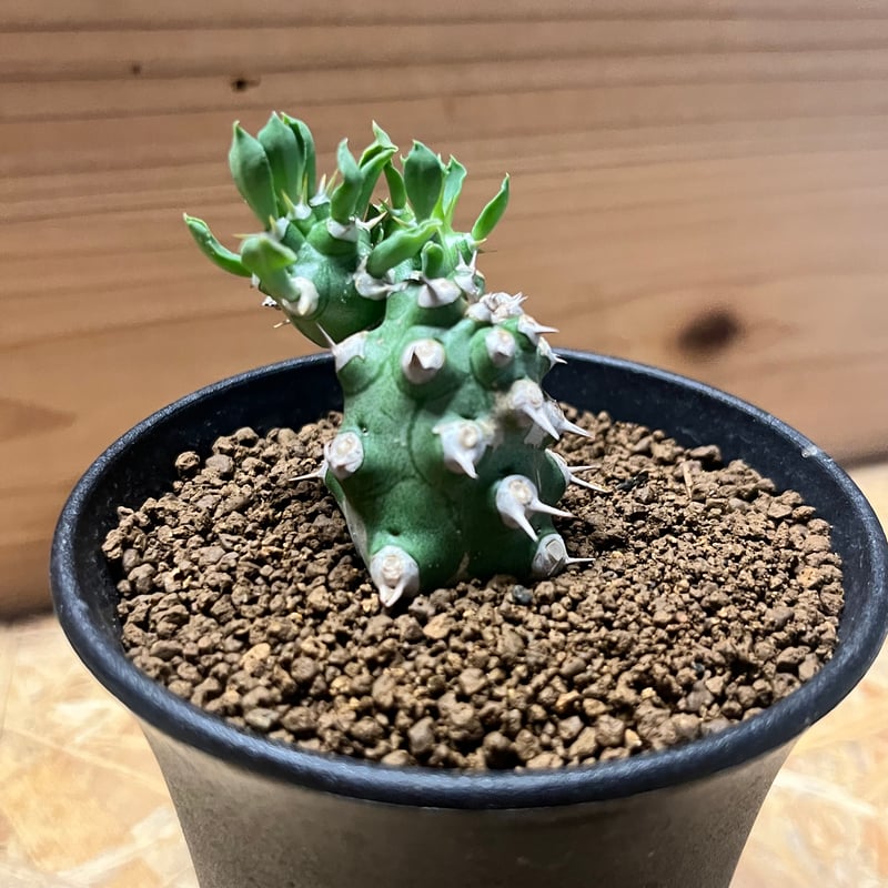 ユーフォルビア トム Euphorbia Cv tom 接ぎ降ろし 9頭 良型