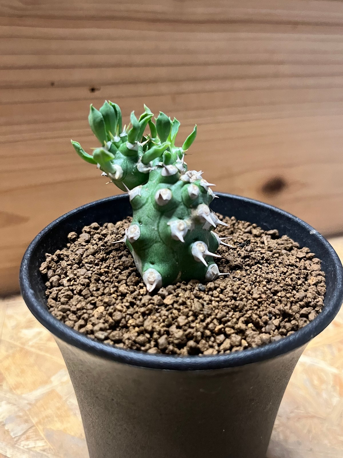ユーフォルビア cv. 'Tom' トム 多肉植物 サボテン 塊根 継ぎの方が勢いがあっていいな Euphorbia cv. TOM #euphorbia cv