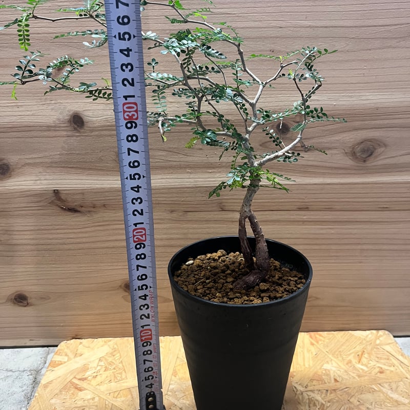 GONオペルクリカリア・パキプス 発根済 小さな巨人 オペルクリカリア パキプス P20 | Botanical Holic