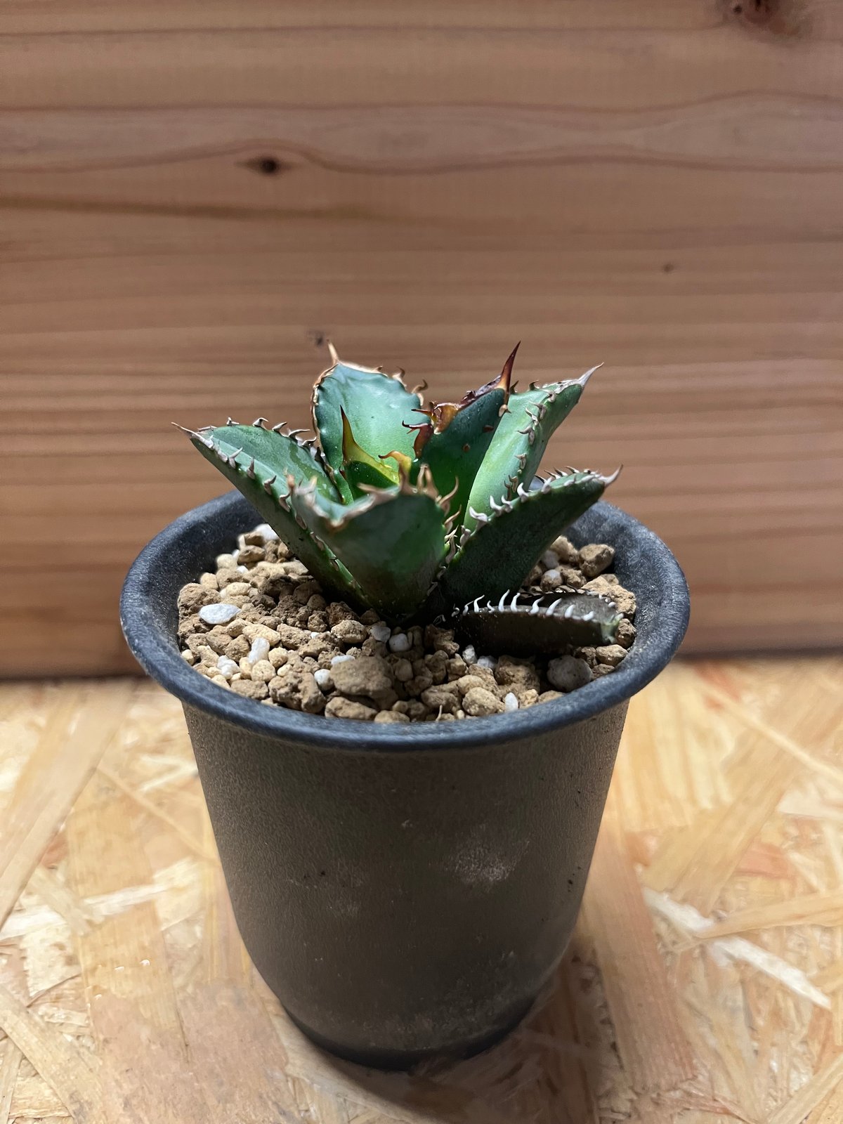 アガベ チタノタ アガベ チタノタ銘品3種セット（赤猫・シーザー・パンダ）3.5号