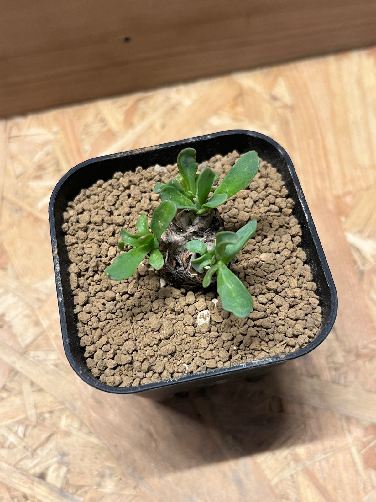 オトンナ レピドカウリス | GREEN LUCK