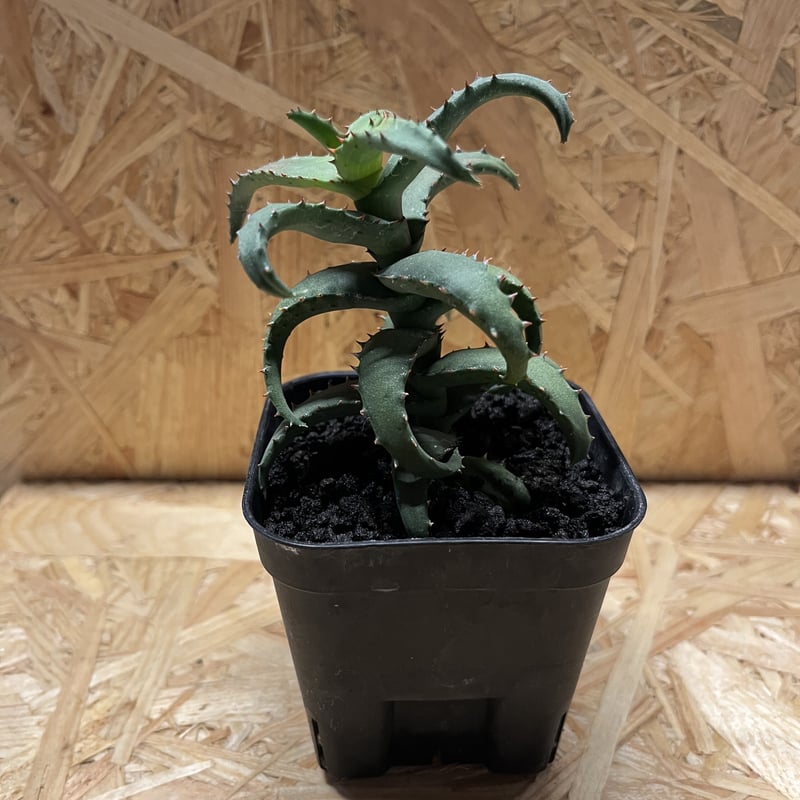 多肉植物 十兵衛×カスティロニアエ(根付き苗です) 多肉植物：アロエ カスティロニアエ*幅21cm 現品！一品限り