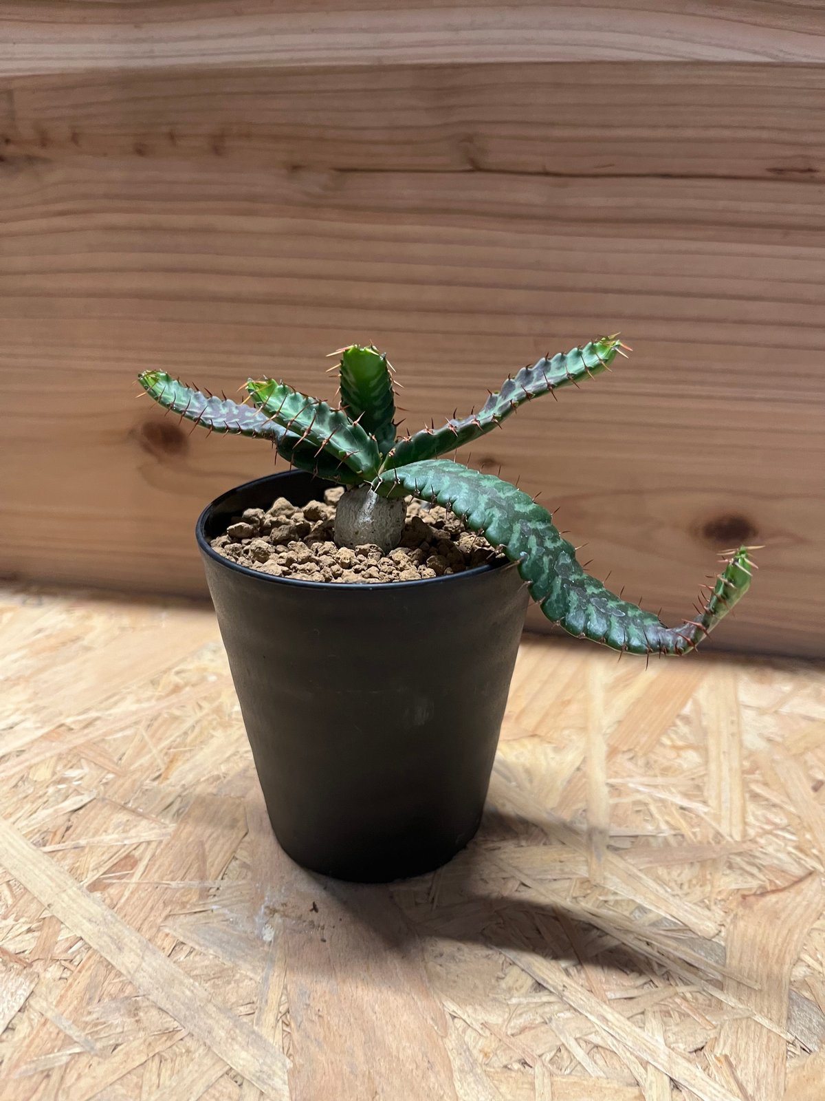 観葉植物　ユーフォルビア．ステラータ ユーフォルビア ステラータ 飛竜 | GREEN LUCK