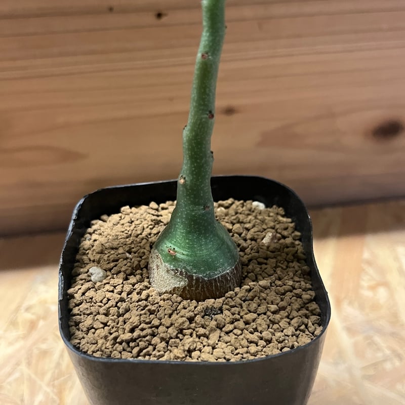 アデニア グラウカ | GREEN LUCK