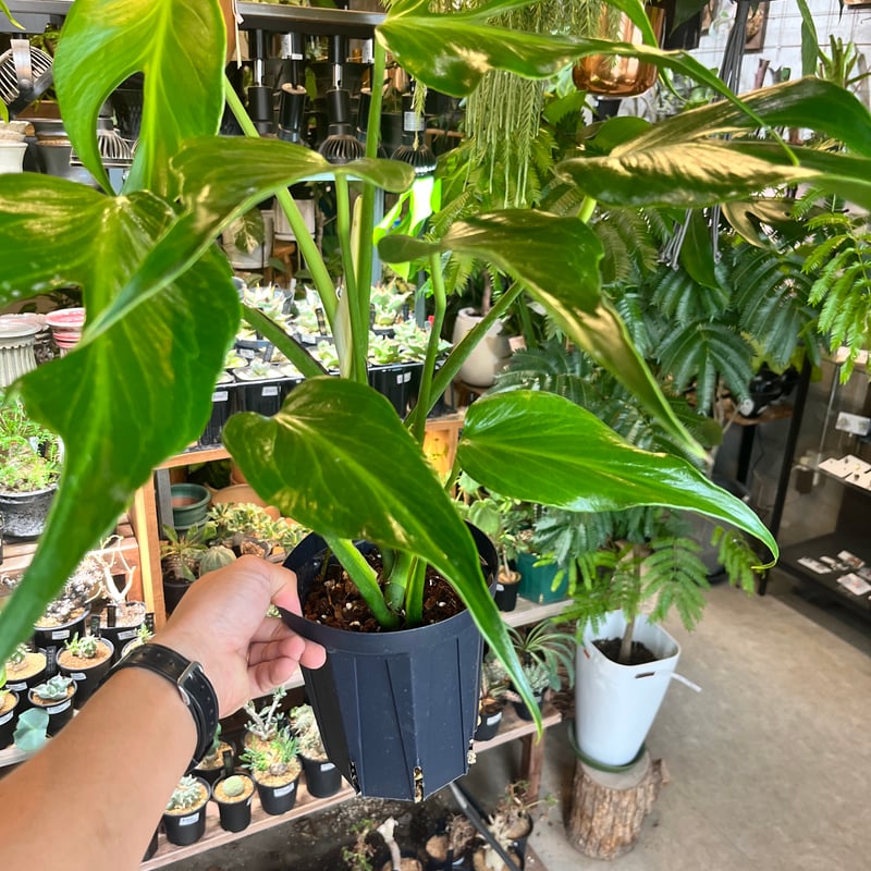 モンステラ バールマルクスフレーム | GREEN LUCK