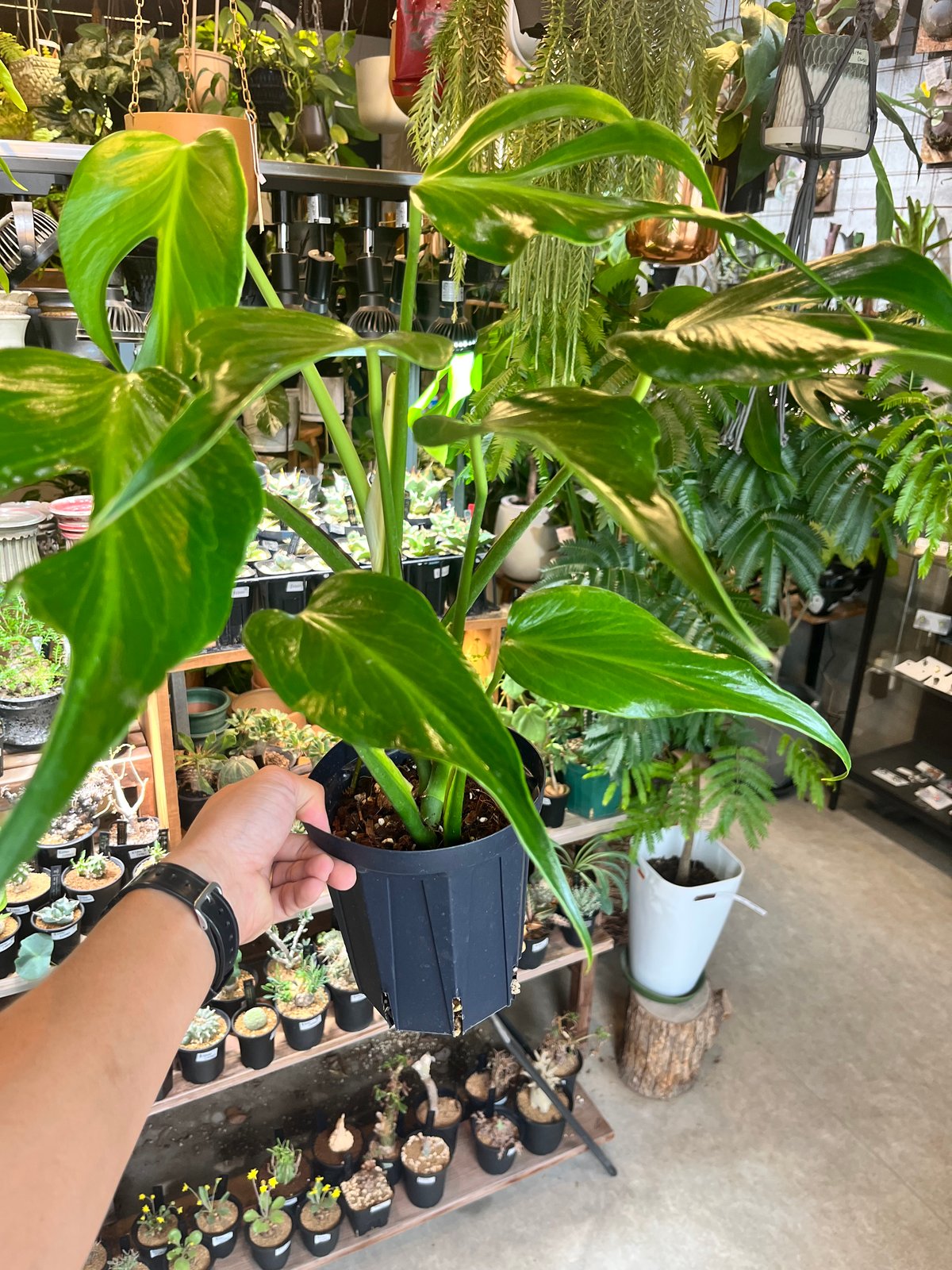 モンステラ バールマルクスフレーム | GREEN LUCK