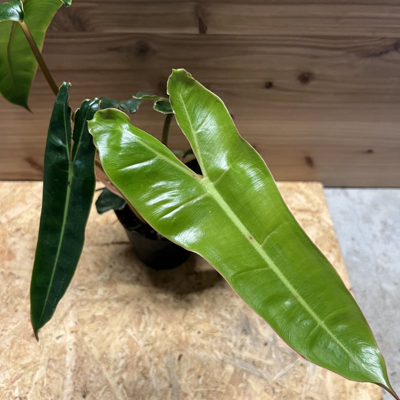 フィロデンドロン ビレッティアエ | GREEN LUCK