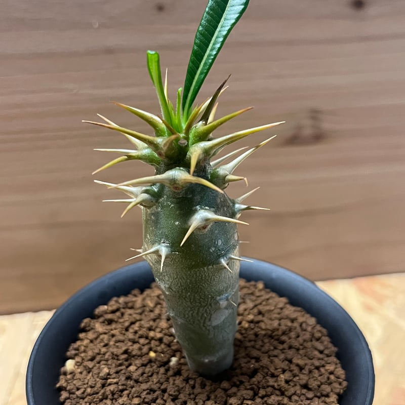 パキポディウム アンボンゲンセ | GREEN LUCK